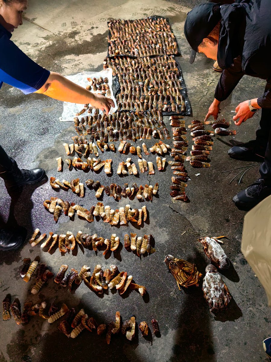 #sapsWC Police members attached to Public Order Police arrested a man in Squaw Road, Steenberg and confiscated a consignment of crayfish with an estimated street value of R7000. They detained the man on a charge of possession of crayfish without a permit. NP