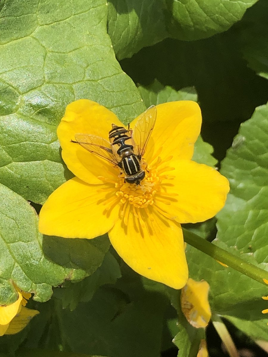 Photographing pollinators on the Marsh Marigolds in my local town park just a few minutes from where I live. Ultimate mindfulness.