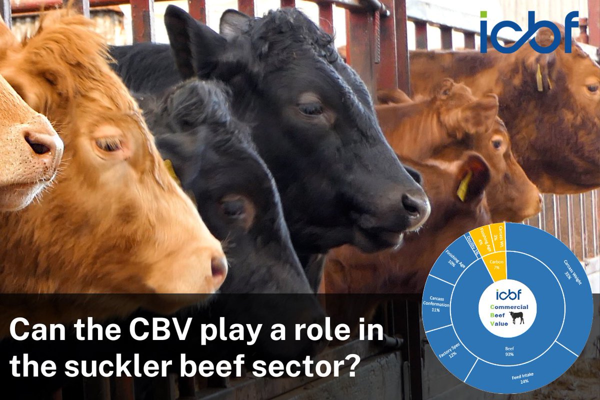 The CBV and the benefits that it can have have received much coverage over the last few months. While its impact will be most significant in the trading of dairy beef animals, it can also be very beneficial in the trading of suckler bred stock. bit.ly/CBV_sucklerbeef