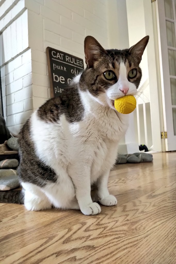 Happy 17th birthday to Tolstoy! 💞🎈😺🎉#handsomecatclub #CatsOfX #Gatos #CatsOnTwitter #SuperSeniorCatsClub