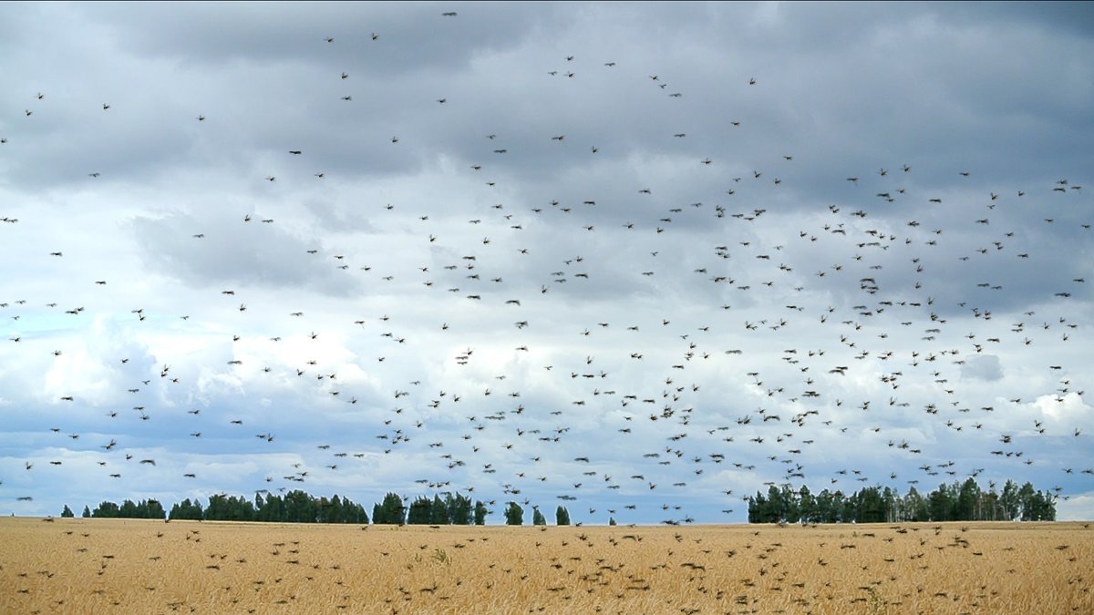 lethalhumidity's tweet image. Ethiopia’s struggle is a warning: locust plagues, worsened by climate change, can wipe out crops, skyrocketing food insecurity. We need climate-resilient farming now. #LethalHumidity #FoodSecurity