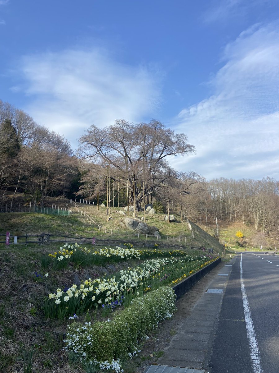 福島県石川郡古殿町

越代のサクラ

看板が気になったので🍀 ̖́-

もしや散ってしまったのかな？
と思い、出店の準備をなされてた、
お父さんに伺ったところ、
咲き始めなんだそうです🌸

三春滝桜にも負けないくらいの
大きさ✨️樹齢は、400年

写真は、4月16日時点

またいつか見にいきます😌