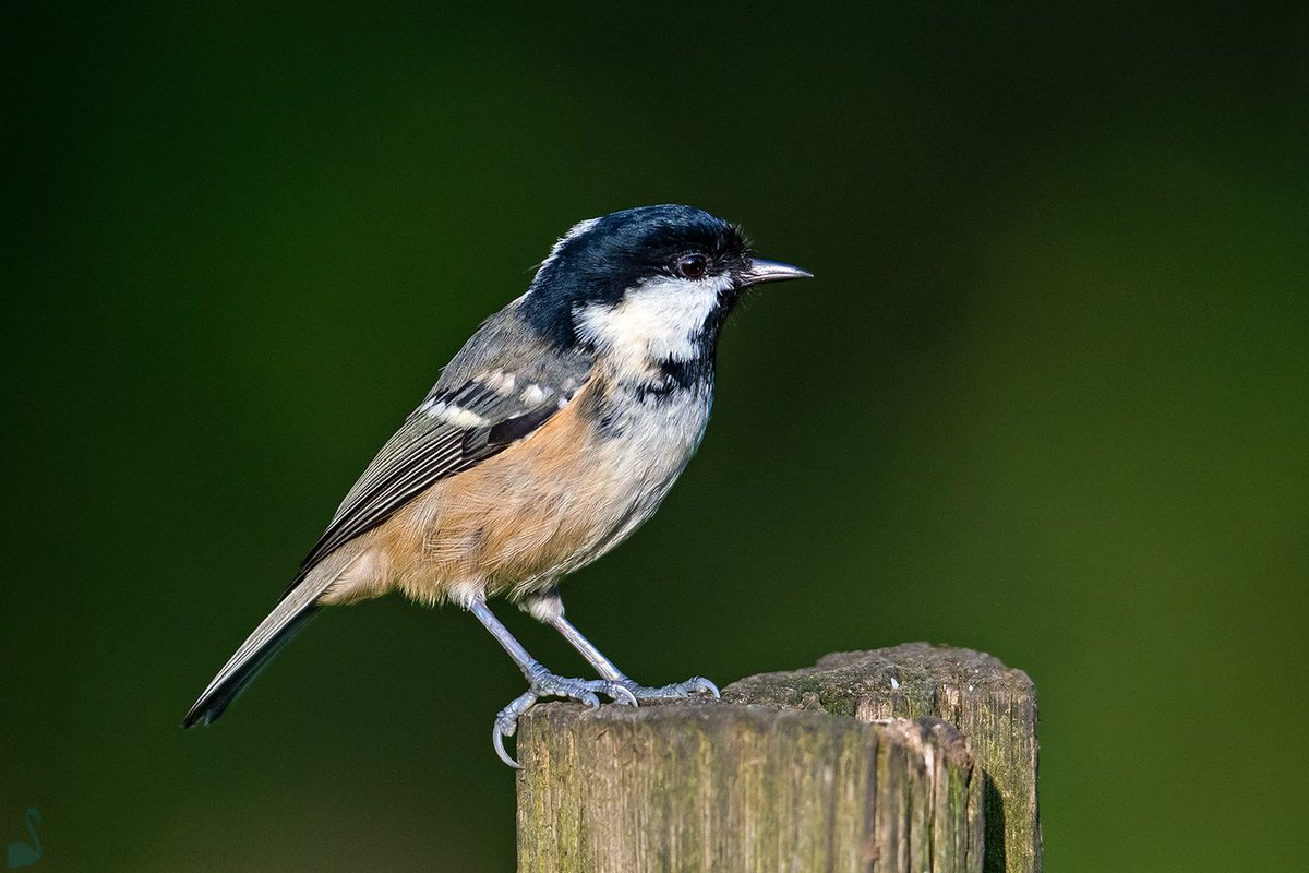 Coal Tit (Periparus ater) is surely not as colourful as the Blue or Great Tit. They have a distinctive grey back, black cap, and white patch at the back of its neck. Again a regular visitor to most feeders in the UK #birdwatching #IndiAves #birding #birdphotography