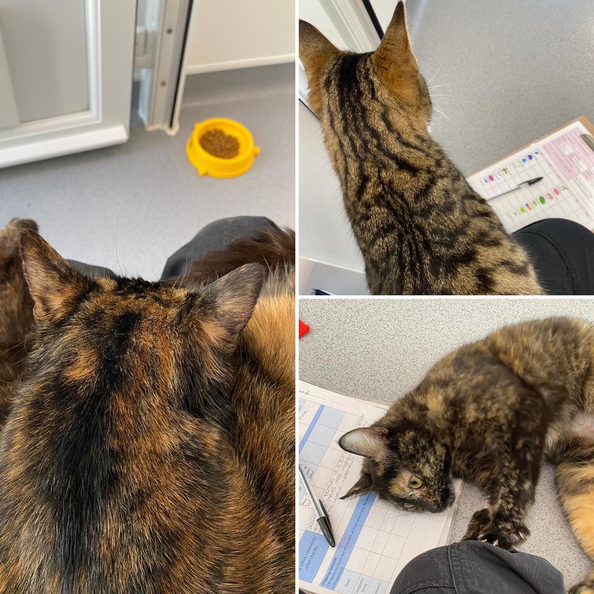 Assessing our new cats is an important job for our rehoming & welfare assistants, & volunteers at the centre. Some cats are nervous, needing more time & patience settling in. We sit quietly & read at first, going at the cat’s pace when they want to interact.
#AllForCats #WhatWeDo