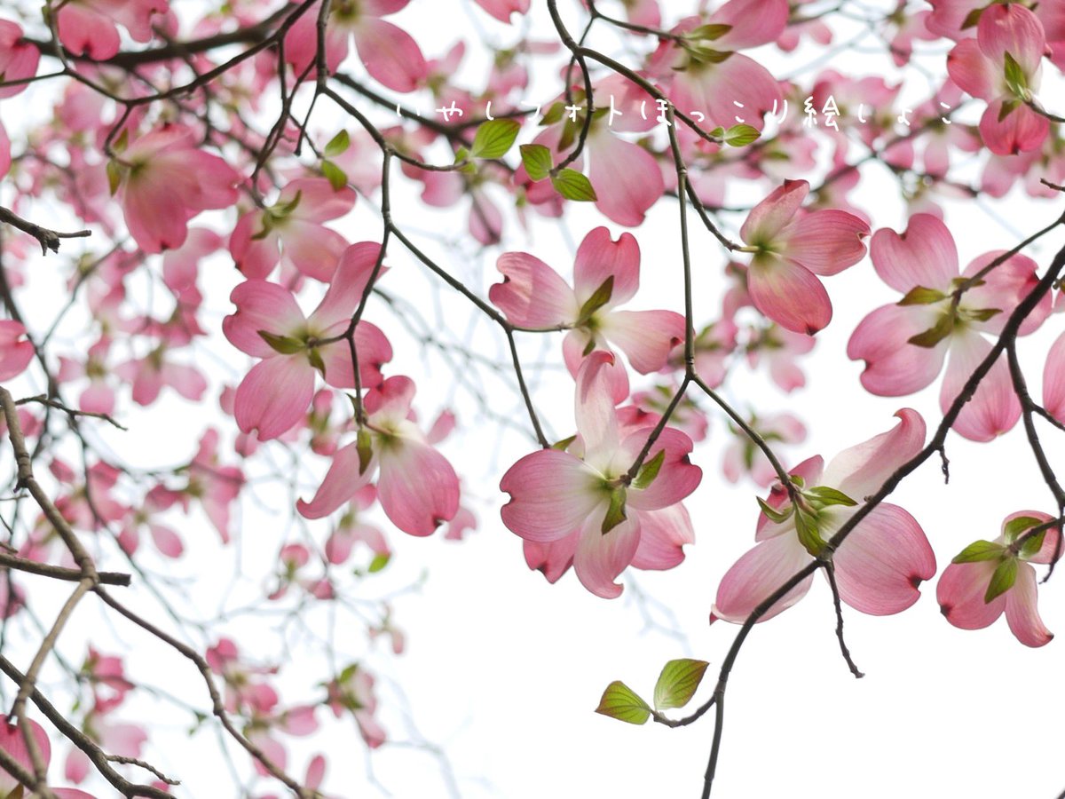 いやしフォト
ハナミズキ
(花水木)

桜は散ってもこのコに会えるんだよ(๑′ᴗ‵๑)🍃
まだ4月だけど早いなぁ🌱

いやしフォト
ほっこり絵
SHOCOしょこ
#花水木
#ハナミズキ
#初夏の花
#薄紅色のハナミズキ
#花の写真
#naturephotographer
#絵描き