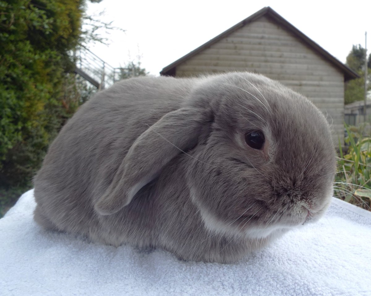 Bluey is a new arrival, he's a 6 year old dwarf lop, his owners dog was hounding him constantly so he's come to us to find a new home. He will be available for re-homing once he's sorted with all his vet work. 🐰 #rabbits #thursdayvibe #Bunniesと繋がりたい #AdoptDontShop