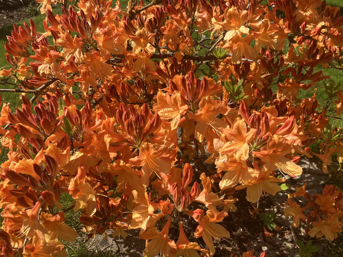 I have no idea what this shrub is in my garden but it is exceptionally happy this year and will display these flowers for about another two weeks. Always feels like a turning point in the year and a harbinger of summer daze