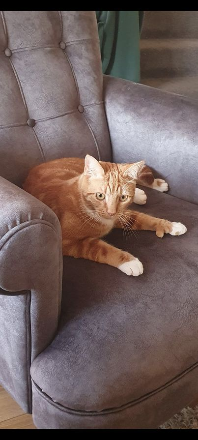 📷RING RING📷 Copied : was it your call we missed? #Rupert missing since 16/9/23 from #Kingswinford #DY6 area. #Rupert has thumbs which is very usual. #Chipped #neutered Rupert is 2.5yrs old polydactyl ginger Tom. @karen73984451 @karensarah66 @rosiedoc666 @CarolPoyerPeett