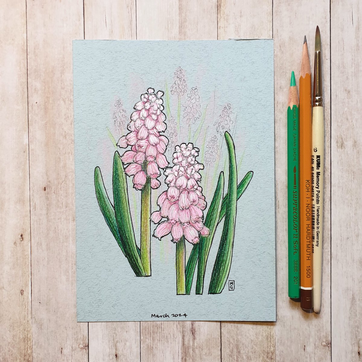 These are in full bloom all over gardens in Scotland now. Usually the purple or blue ones that I see, but this variety is rather different, it's called Pink Sunrise. My drawing is available... theweeowlart.etsy.com/listing/168064… #Muscari #GrapeHyacinth #OriginalArt #drawing