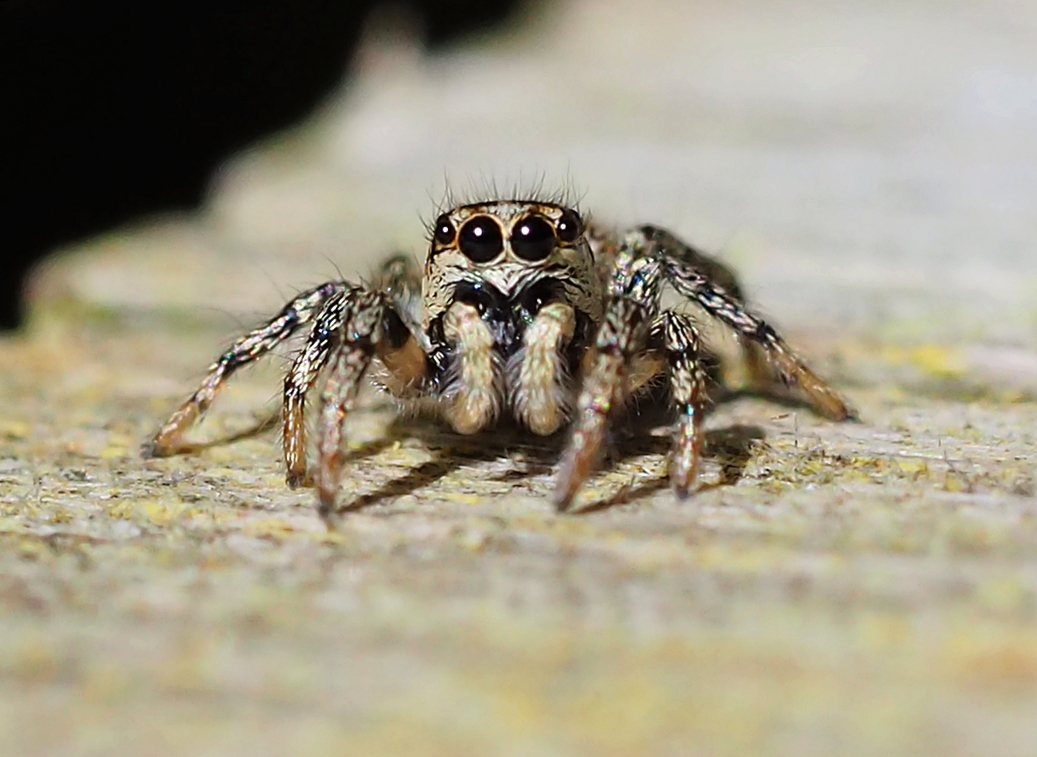 The sun is shining so the tiny Jumping Spiders are starting to appear again.