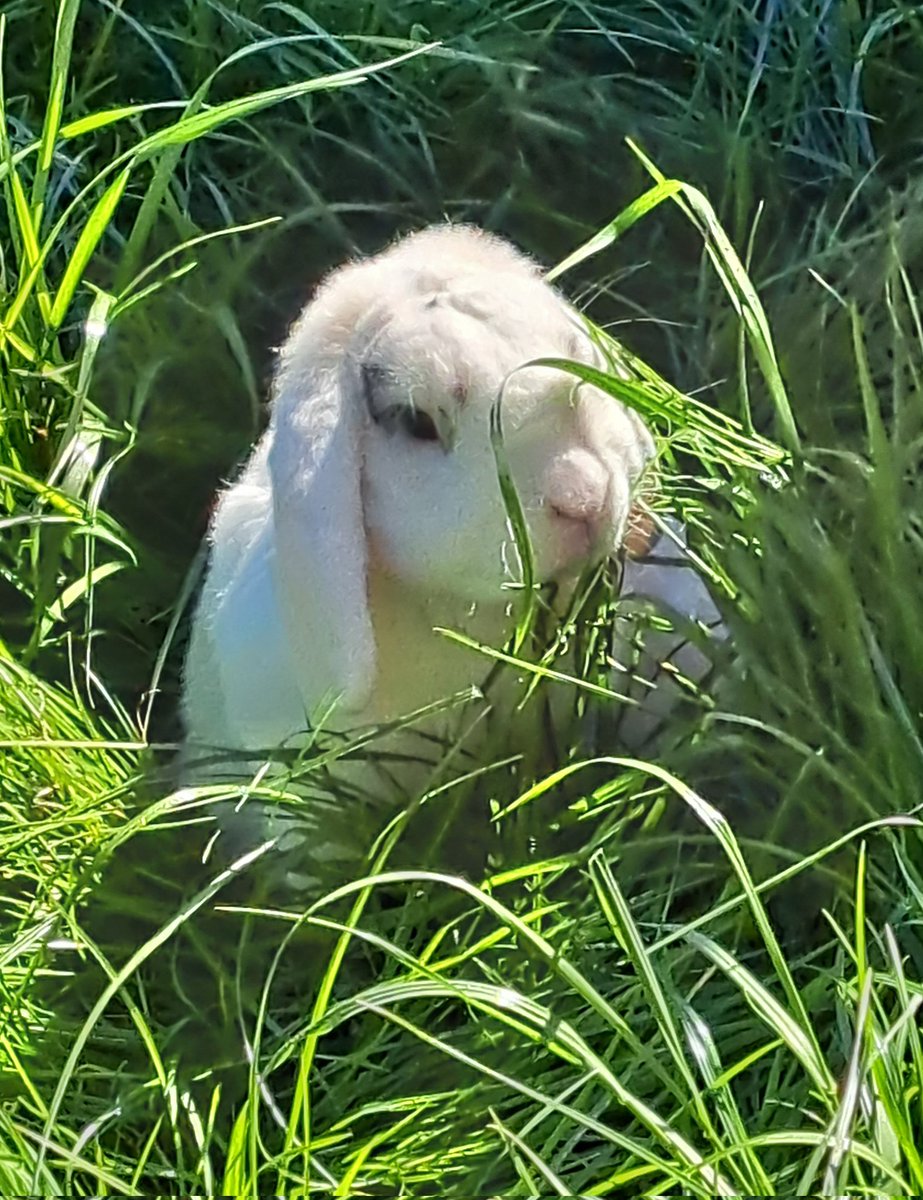 amyvictoria78's tweet photo. Helping me with the weeding #snoopbunn #freeroaming #ahutchisnotenough https://t.co/tw6Nft54ot