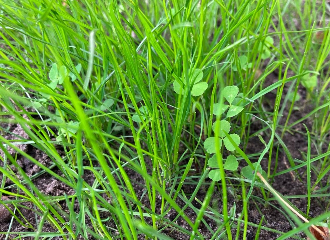 Inzaaien van #Microclover is nieuw voor velen. Onze Recreatiegrassen Specialist, Erik Dolstra, maakte een stappenplan voor het succesvol inzaaien van een #gazon met Microclover. 🌱📋

Lees het stappenplan hier en start direct met Microclover 👇
ow.ly/klRP50Rg2r2