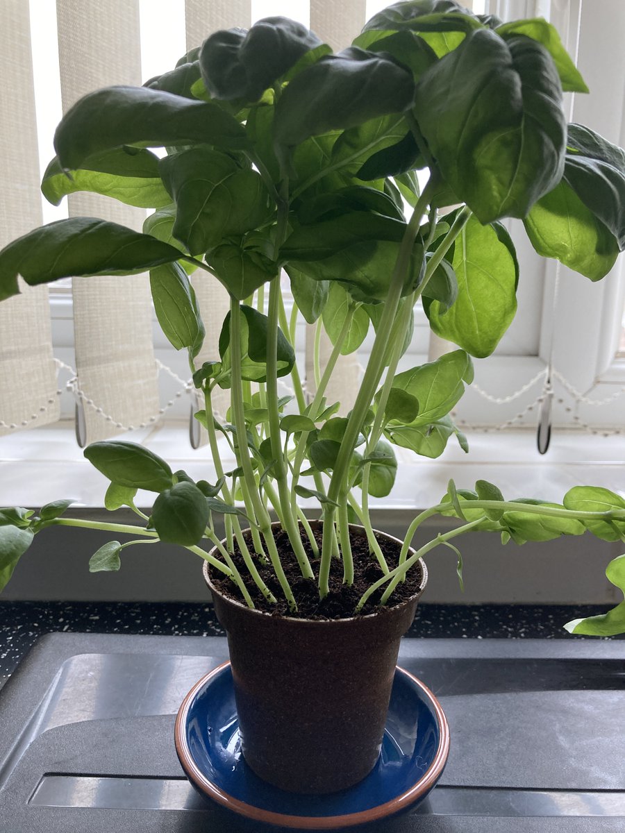 How's everyone's basil plant growing from the Enhancing Research Culture: lab handbook session? Don't forget to tag us in your pictures #growyourresearchculture Still time to sign up for The (Good) Life of a Scientific Editor. Info in the Staff Digest.