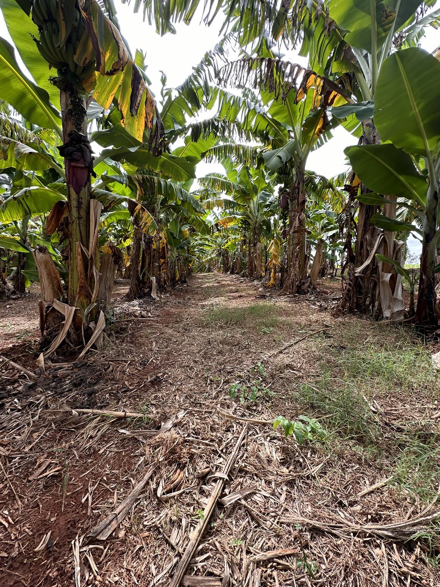 Damian Gopar (@damiantwr) on Twitter photo Excelente recorrida por Site Paulinia Bayer.
Intercambio técnico, nuevas tecnologías y muy buen Grupo…
Gracias
<a href="/AgroBayerAR/">Agro Bayer</a>
<a href="/solarroquy/">Sol Arroquy</a>
<a href="/Rolobidegain/">Rolo</a>
<a href="/hipolitoorsini/">Hipólito Orsini</a>
#MatenosPlus
#Iteros Excelente recorrida por Site Paulinia Bayer.
Intercambio técnico, nuevas tecnologías y muy buen Grupo…
Gracias
<a href="/AgroBayerAR/">Agro Bayer</a>
<a href="/solarroquy/">Sol Arroquy</a>
<a href="/Rolobidegain/">Rolo</a>
<a href="/hipolitoorsini/">Hipólito Orsini</a>
#MatenosPlus
#Iteros