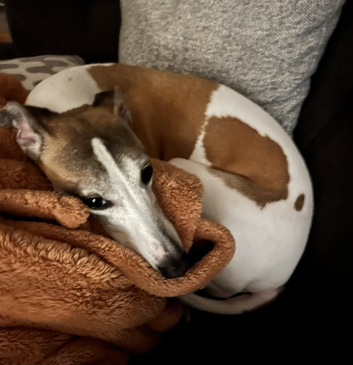 Cora the Whippet 🐕 tweet media