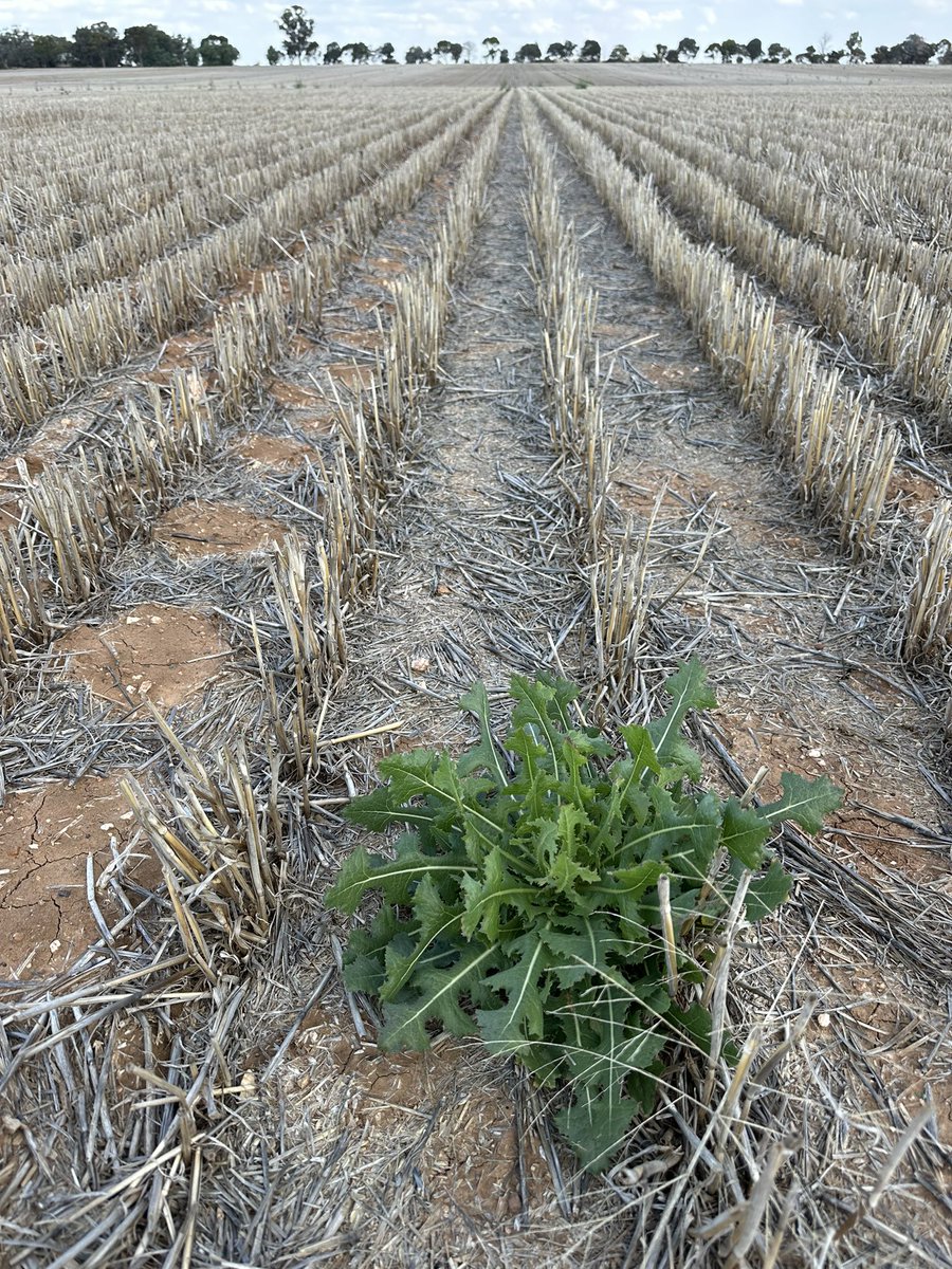 Grassroots Agronomy tweet media