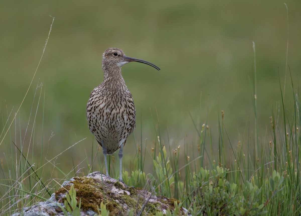 World Curlew Day this weekend - welcome to all those coming to the moors to see and hear our beautiful #curlew