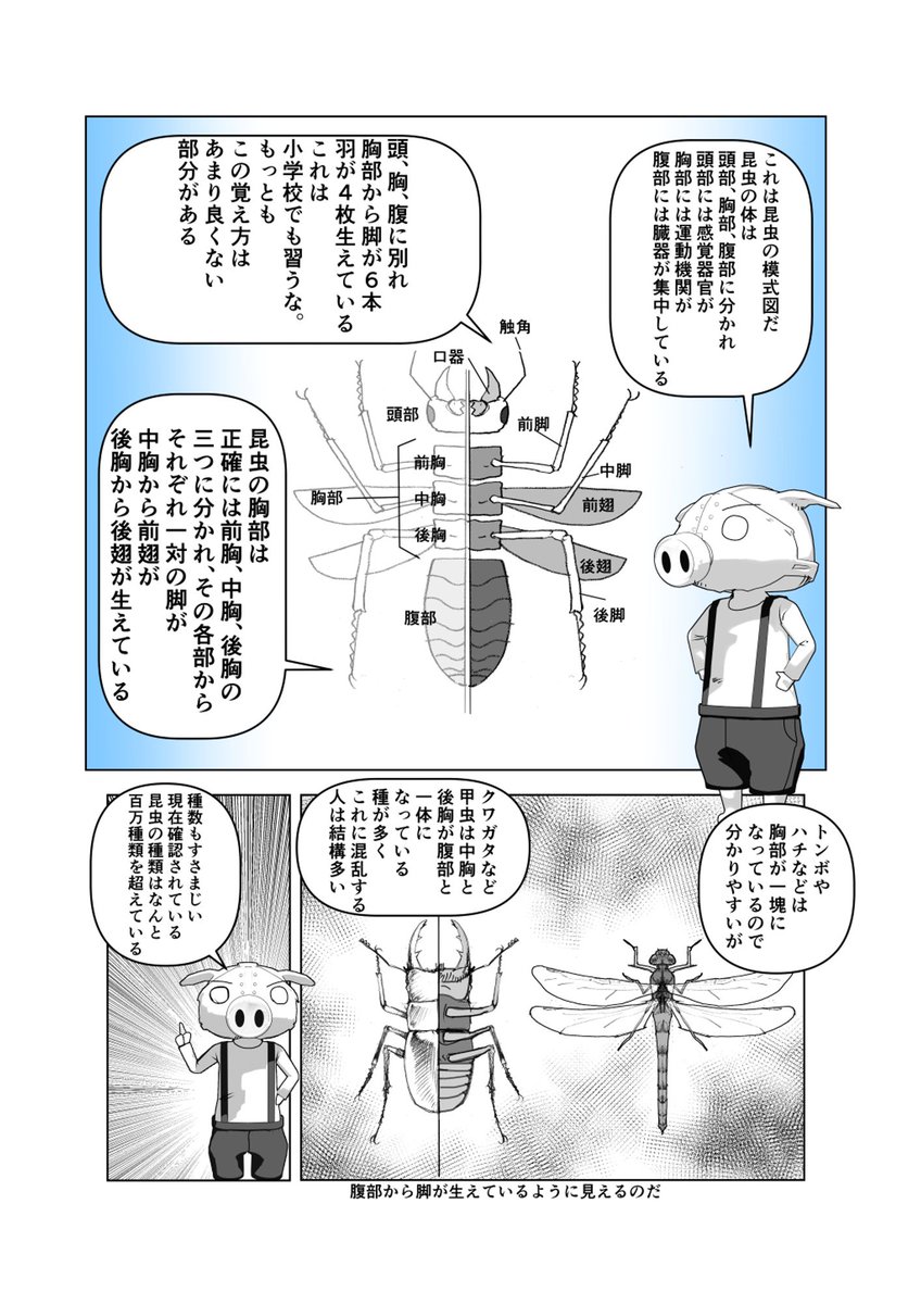 これだ!
#昆虫 