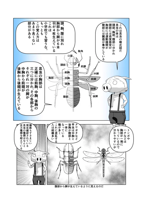 これだ!
#昆虫 
