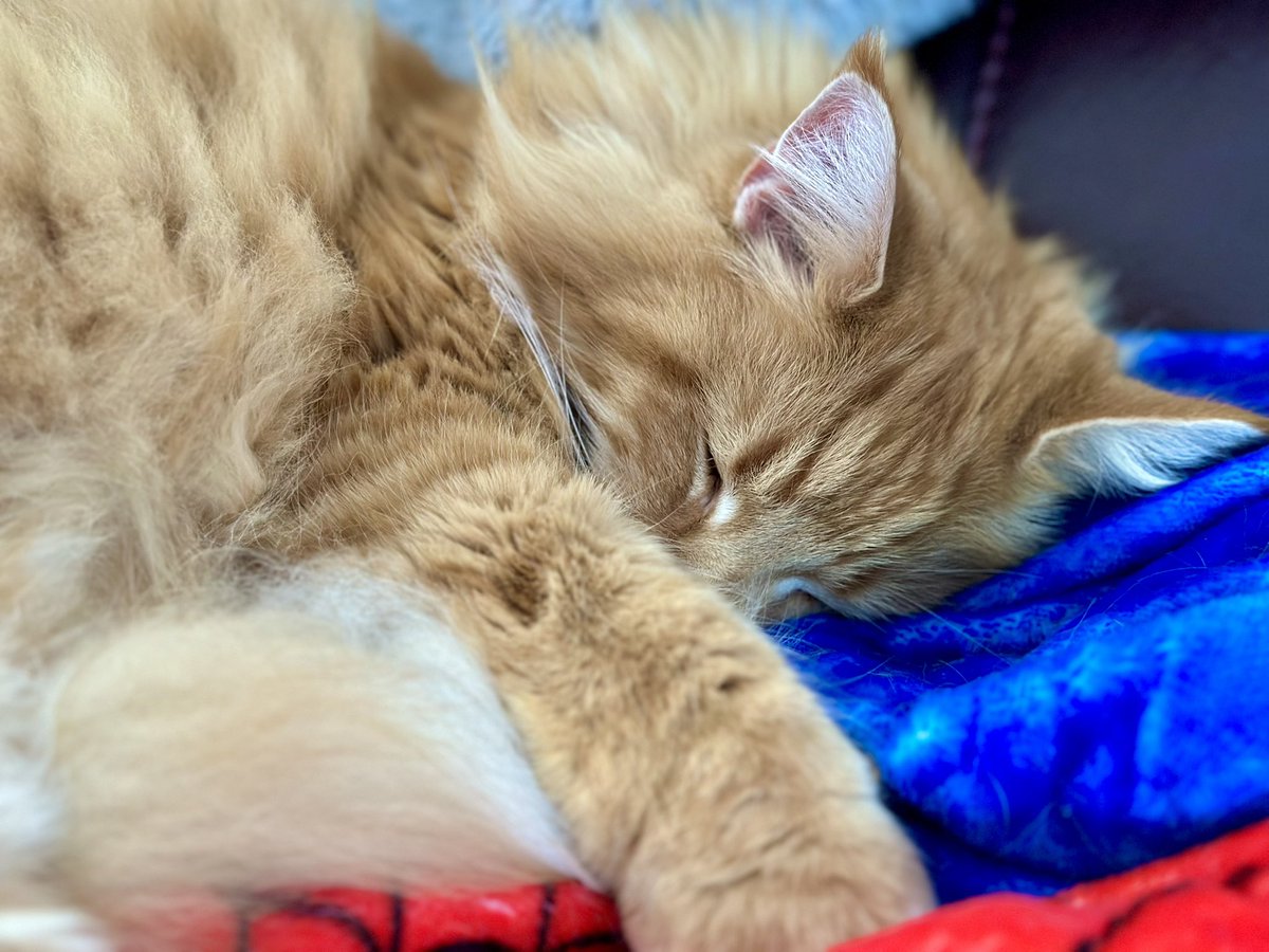 Guess this is Buddy’s Spider-Man Oodie now 😹😹🦁🦁 #fluffyfursday #teamfloof #CatsOfTwitter