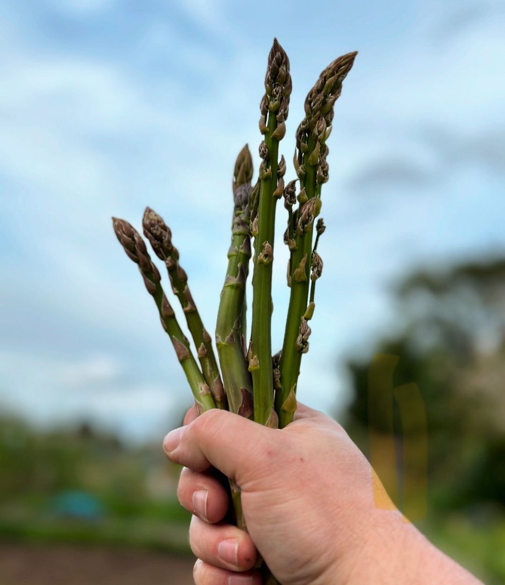 First Asparagus of the year for KG follower Derek 

#kitchengarden #growing #growyourown #gardening #plot #allotment #growyourownfood #allotmentsuk #homegrown #garden #gardenlove #gardeninspiration