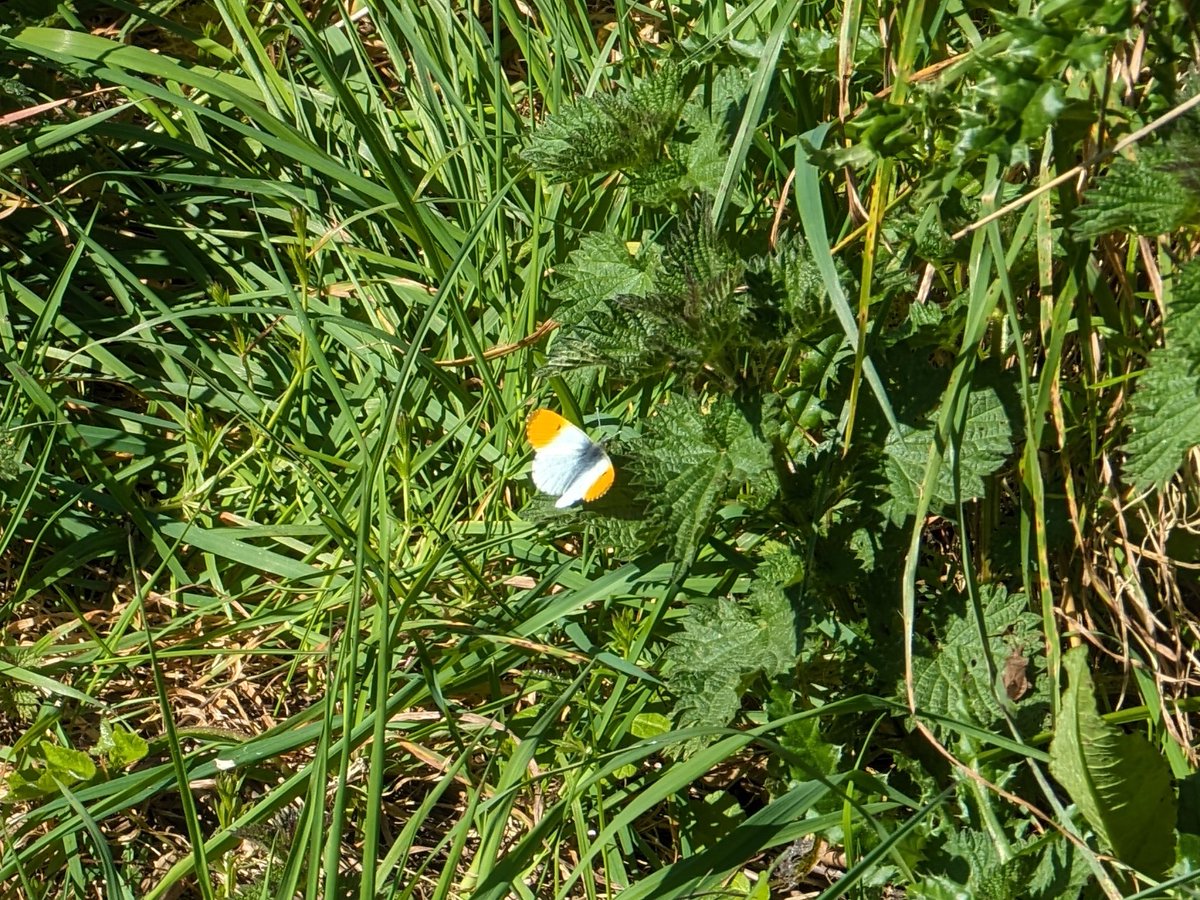 Hurray! My first Orange-tip of the year at Penryn Campus. They are always a little later emerging down here, probably due to our mild winters prolonging diapause.
