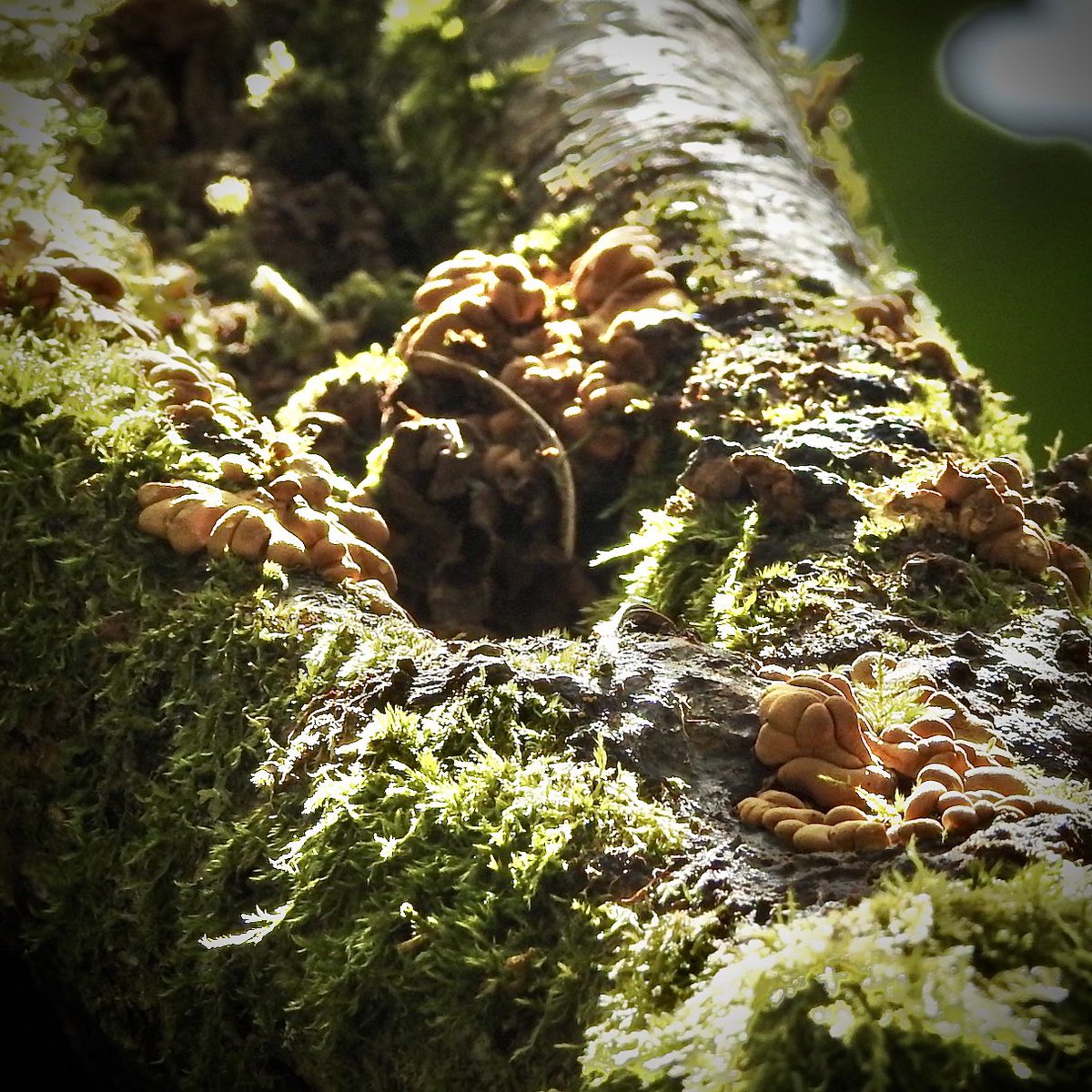 I found Hypocreopsis rhododendri - Hazel Gloves in #Trusham woods. A very rare fungus. Red Data List species, temperate rainforest indicator. Go me!