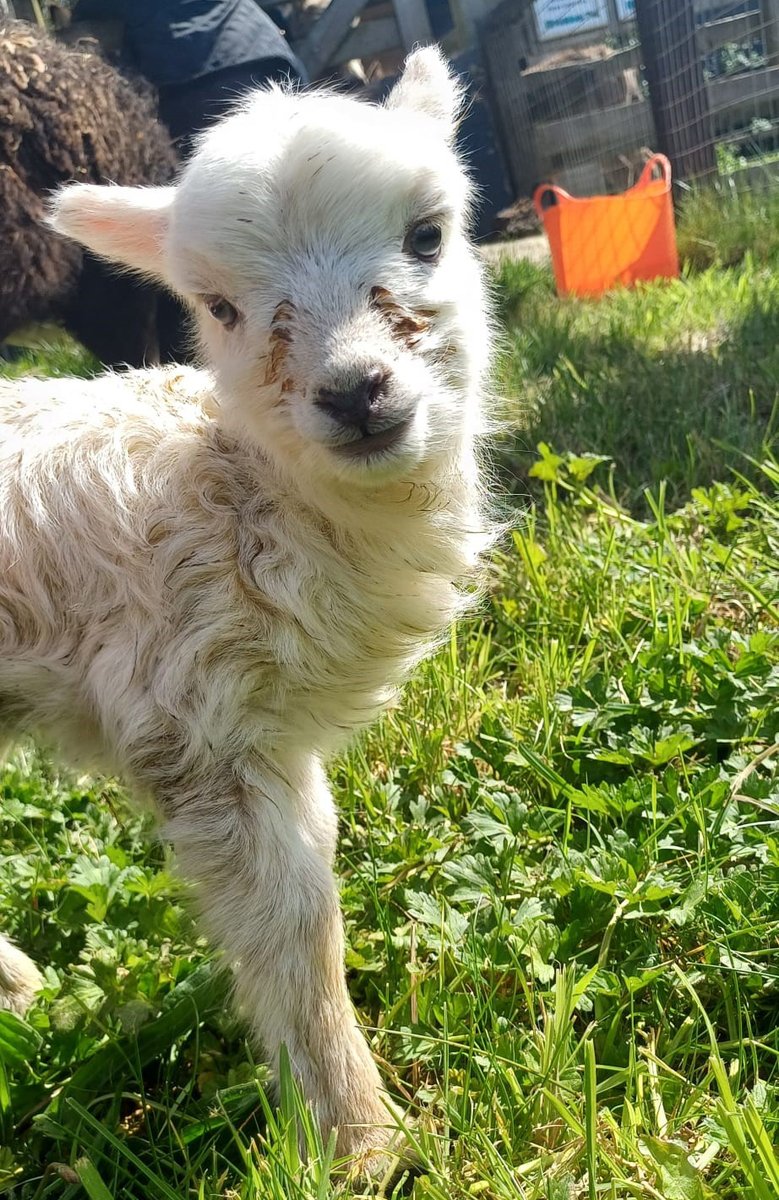 The baby lamb born last week has been named 'Primrose' 😀 We could not resist posting this lovely photo by Keeper Natasha.