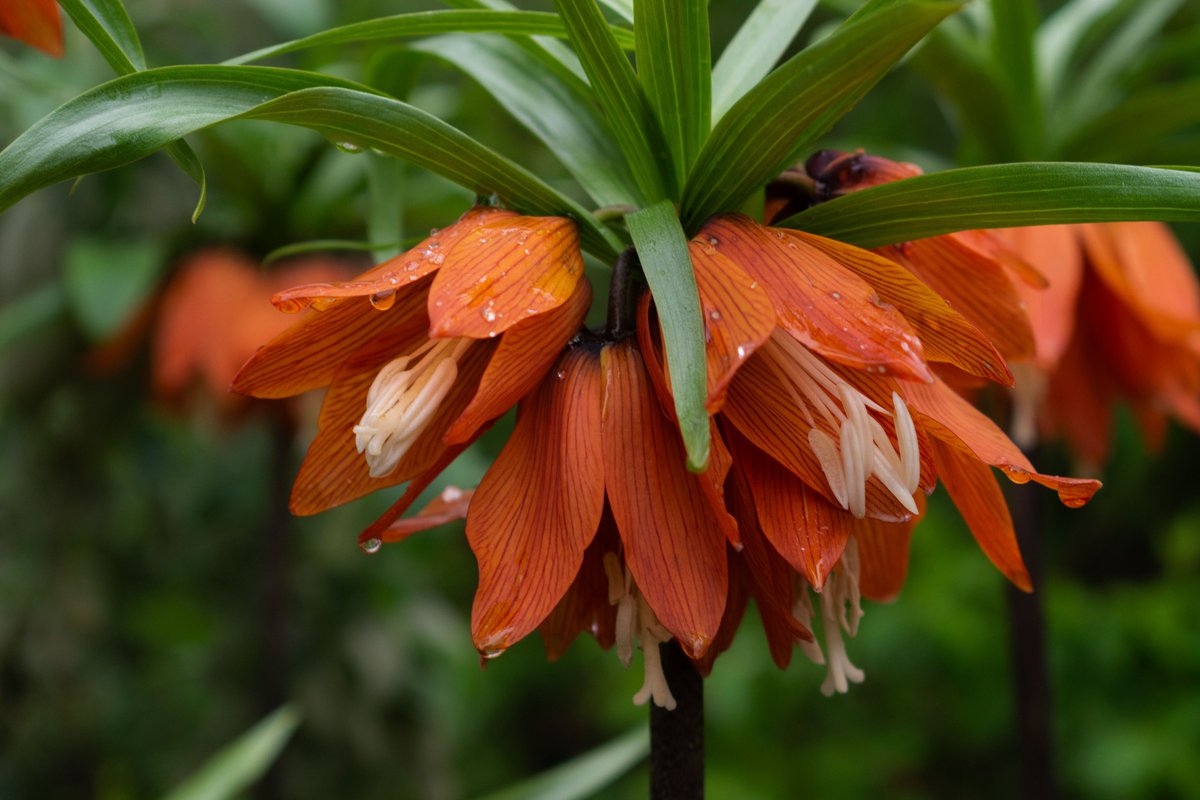 👑Part of the lily family these large bell-shaped flowers make a royal addition to any Garden. The Crown imperial (Fritillaria imperialis) comes from the Latin word 'imperium' meaning empire as the plant carries a crown of leaves above the flowers. 📸Lucy Quail and Kaitlyn Meikle