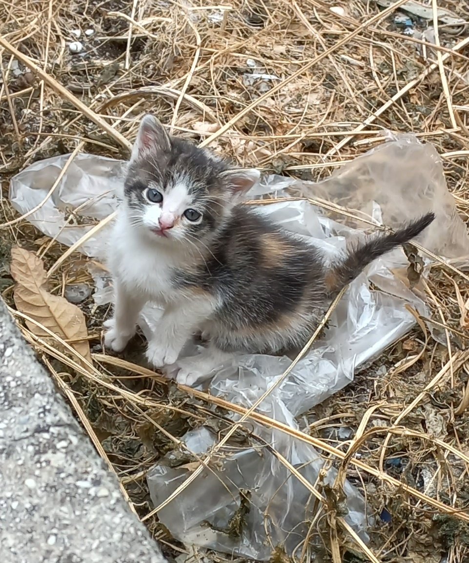 _cuoredispine's tweet photo. oggi mi sveglio triste come al solito, vado fuori e mi ritrovo questo batuffolino: 

(dire che adesso penso solo a l*i è riduttivo) https://t.co/iEjzPhzqOW