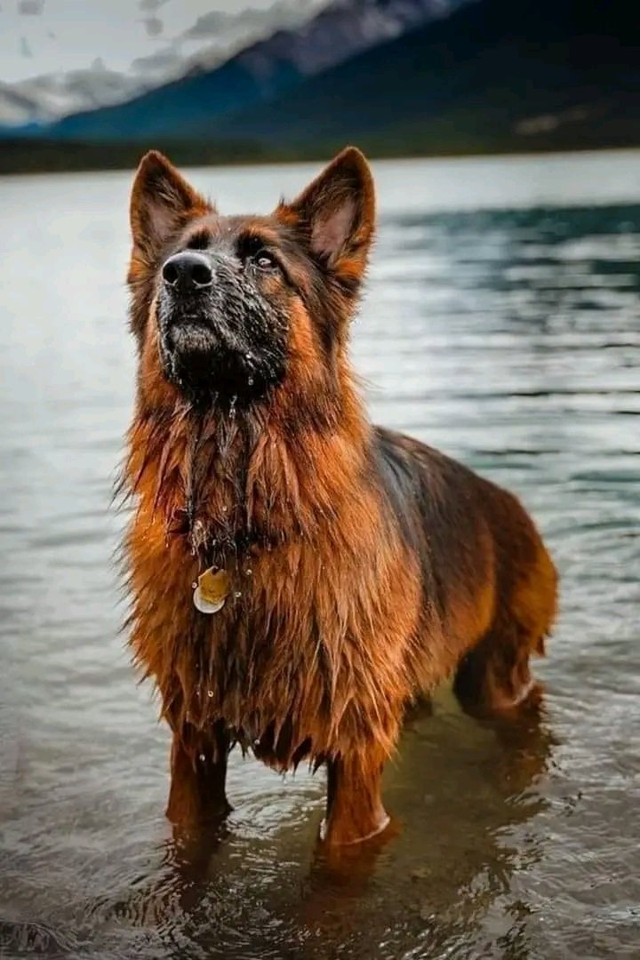 German Shepherd tweet media