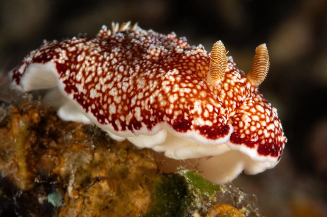 Macro underwater photography day with #OrcaTorch D710V Photo from Andrii Slonchak #underwaterphtography #scubadive