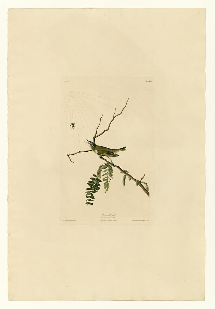 Plate 150 Red-eyed Vireo wikiart.org/en/john-james-…