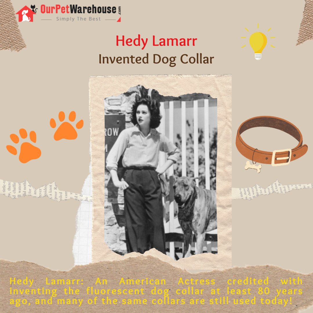Dog Collar Invention

#ourpetwarehouse
#DogCollars #dogs #HedyLamarr #dogcollarinvention #dogshealth