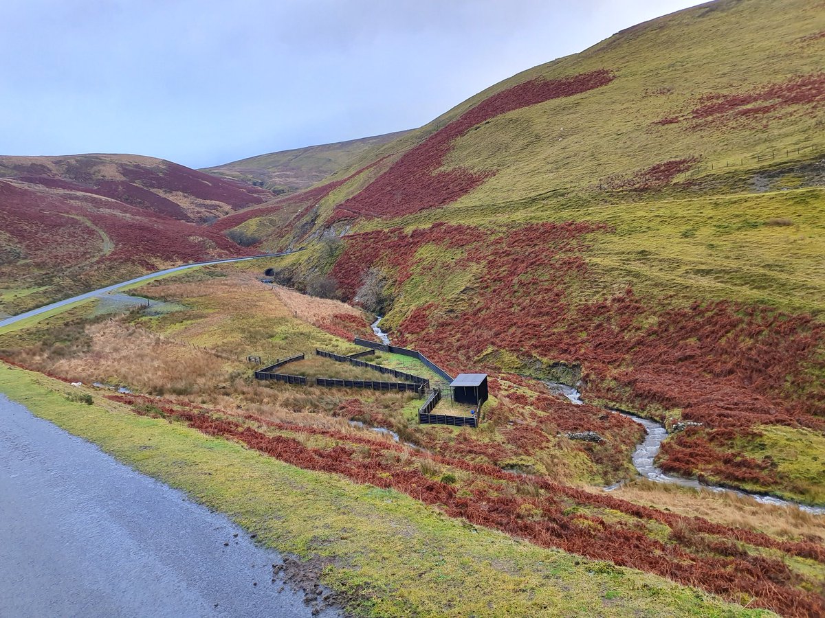 I heard last night that I am one of two people to have done a @BBS_birds in Wales every year since it started in 1994. This is where I also did a pilot census project square in the 2 year test in 92-3. Really proud and happy to have contributed to the survey at all levels.