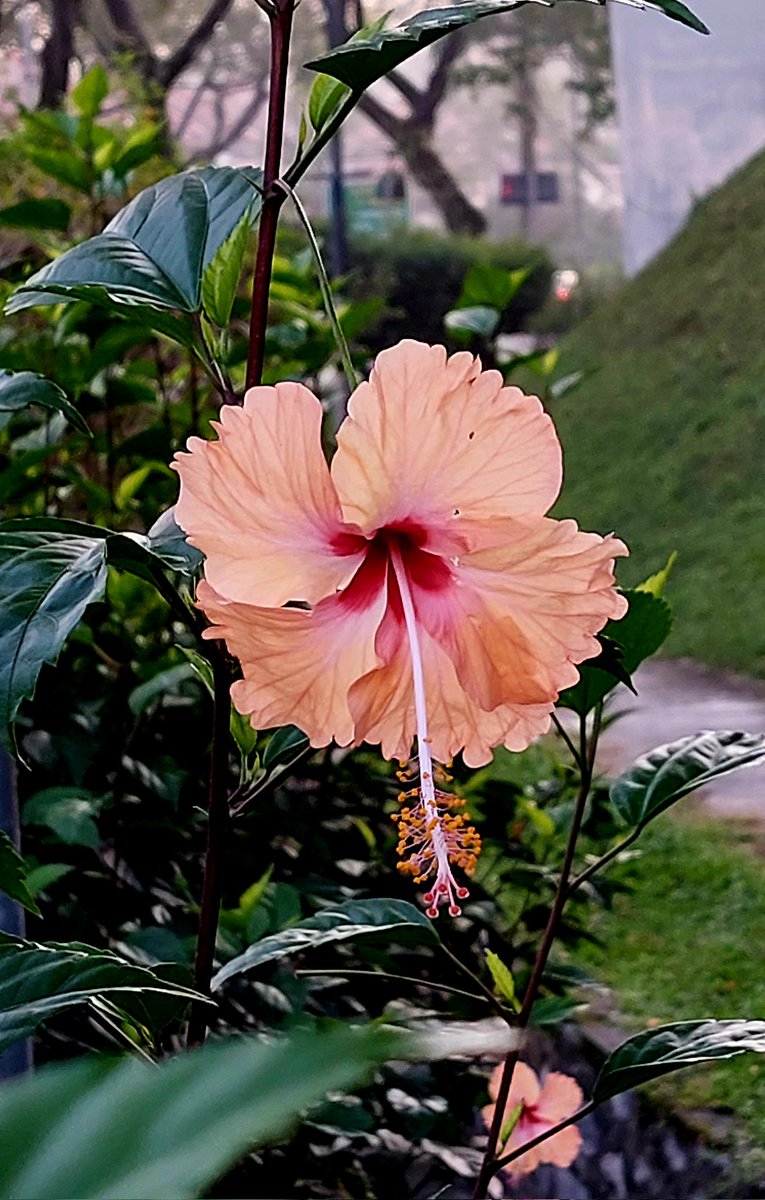 My morning talisman 🌺

#WritingCommunity #poetrycommunity #roadside #hibiscus