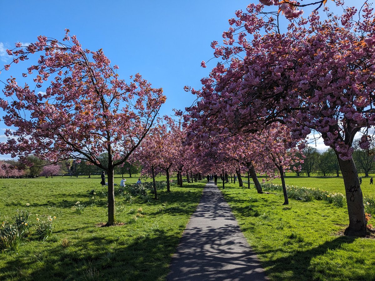 CazB82's tweet photo. Obligatory yearly photo of the Stray Pink Blossom Trees 
🌸🌸🌸🌸🌸 https://t.co/xOvWNZcsqr