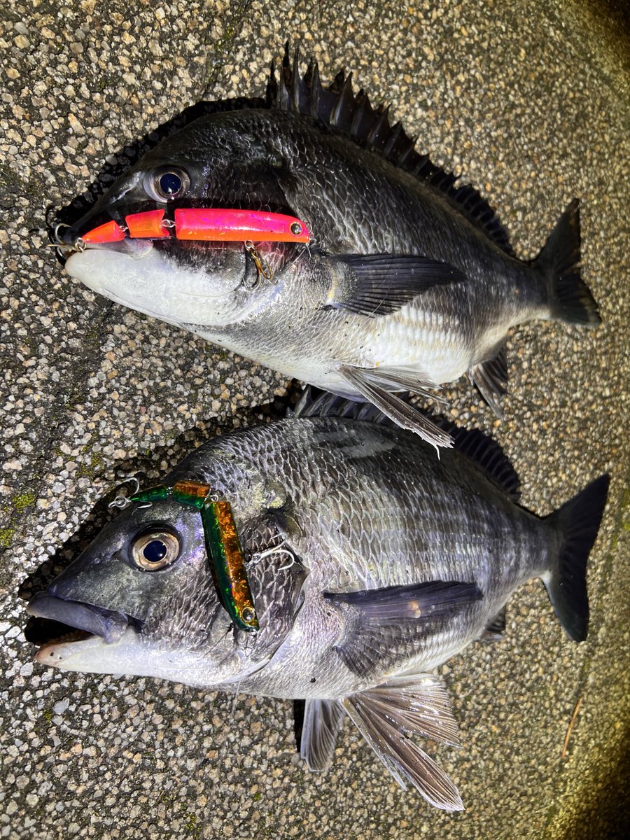 fishhand_'s tweet photo. チヌの猛攻を掻い潜り、なんとか良型出てくれました!
近場でできるのはありがたいけどこうもチヌが多いとな💦
#pixis #plex #pr #longinモニター2024 https://t.co/fVSzGgii4p
