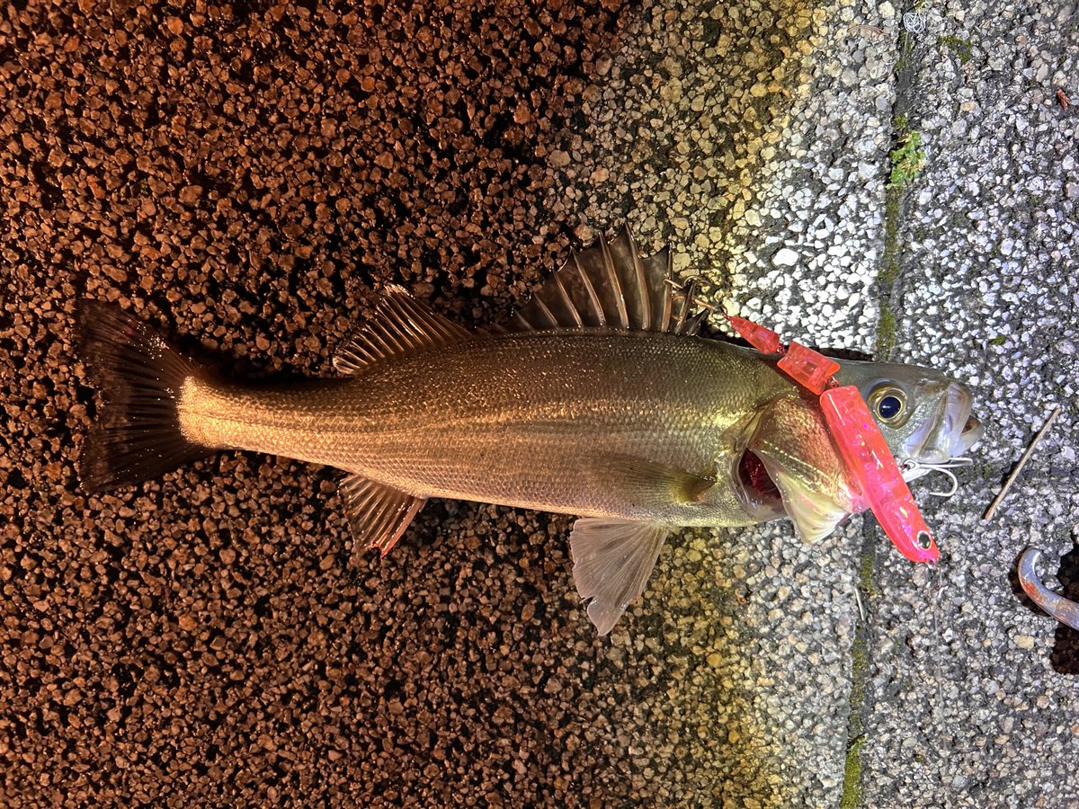 fishhand_'s tweet photo. チヌの猛攻を掻い潜り、なんとか良型出てくれました!
近場でできるのはありがたいけどこうもチヌが多いとな💦
#pixis #plex #pr #longinモニター2024 https://t.co/fVSzGgii4p