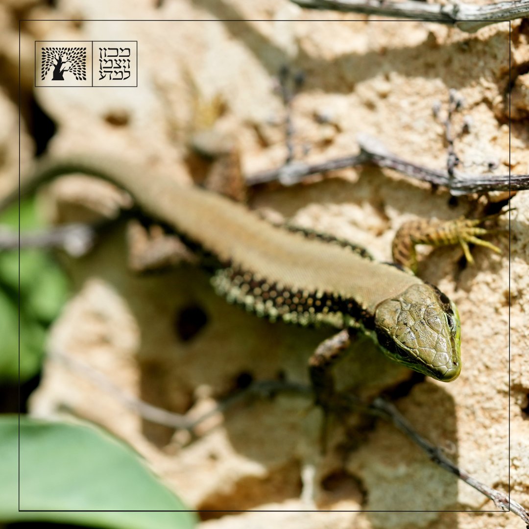 We present beautiful wildlife on campus pictures each week, but this week's photo stands out. It shows a Lebanon lizard, also known as 'Phoenicolacerta laevis' captured on camera by Yossi Shohat, our Green Campus Coordinator. The Lebanon lizard is known for its speed and evasive…