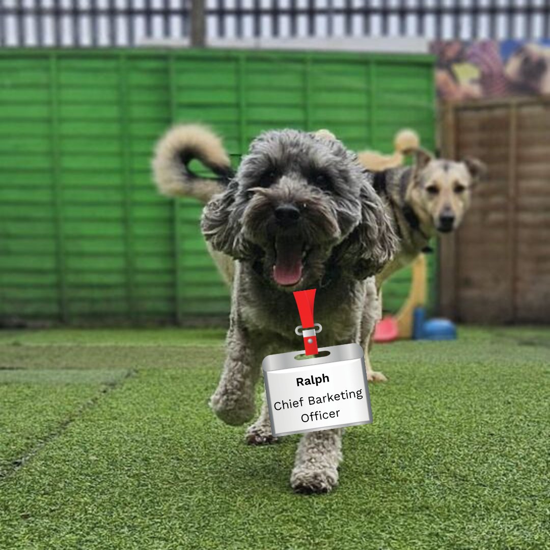 Did someone say fluffy Flex Pets? No? Well, we are now! Meet the paw-some members of our office 
woof-orce! 🐾

We hope these fluffy members bring a smile to your face today. Who's ready for a 'pawsome' day at work? 🐶🐱

#officedogs #pawsitivevibes #flexpets