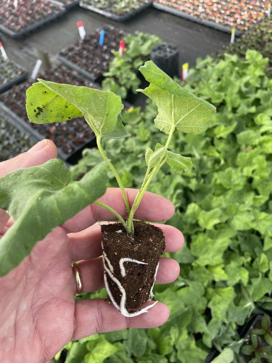 Our new Lavatera marshmallow Ice White are looking good in our #peatfree plugs! #newplants