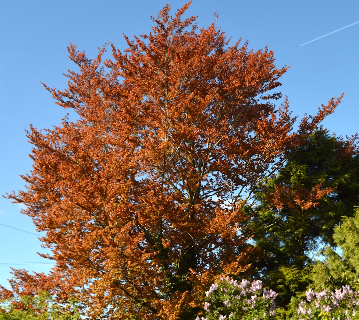 mattda_butler's tweet photo. I love my Copper Beech tree! Passing jet can spare no time for it though... #kingoftrees #nature #treeoftheday https://t.co/l5AMn5ePB3