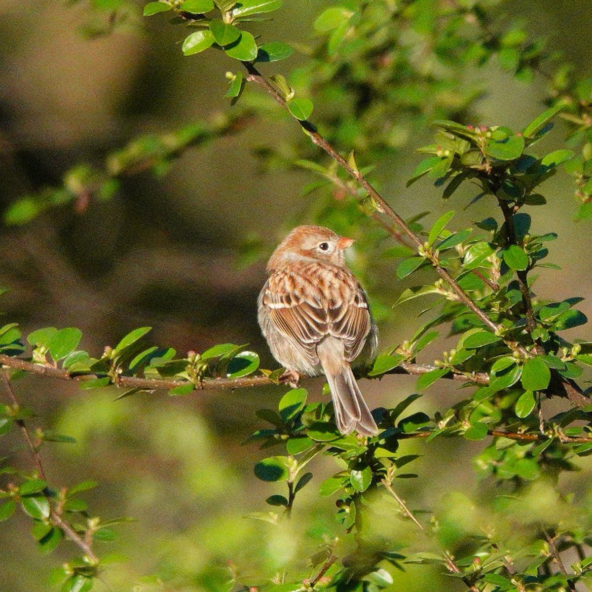 Saw my first of year Field Sparrow on Tuesday’s @LinnaeanNY walk. Not only was he my FOY, but the first of FOUR I saw on the walk! Just look at this ridiculously cute little guy! #songbirds #sparrows #birding #birds #birdcp #birdcpp #urbanbirding #nycbirds #birdsofcentralpark