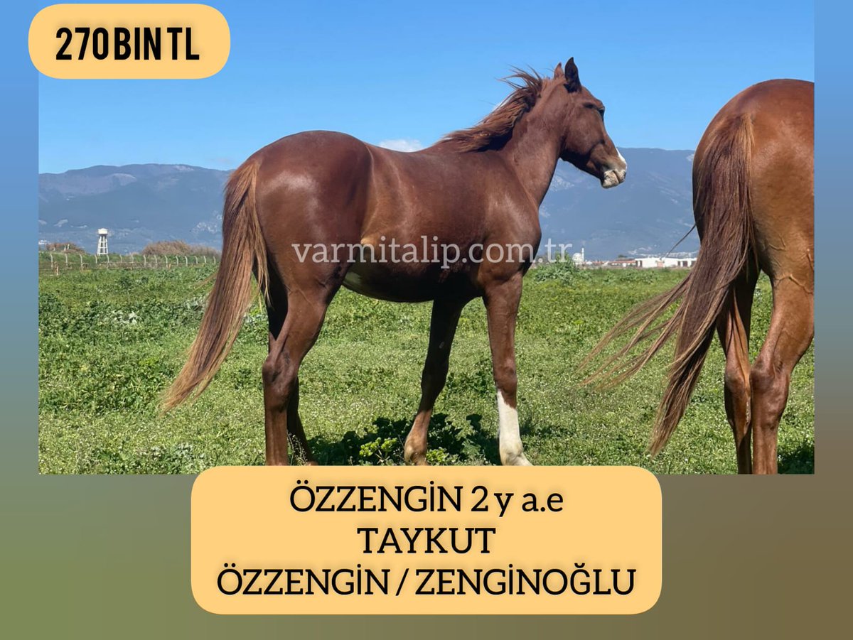 MetinMfg's tweet photo. #Taykut tayına #varmitalip #İdmanda #KoşanAtlar #TercihliKısraklar #GebeKısraklar #ArapTaylar #İngilizTaylar #Yearling #ArabianHorses #Stallion #SatilikAtlar 05362458068
@varmitalip https://t.co/NnyJh5a6nP