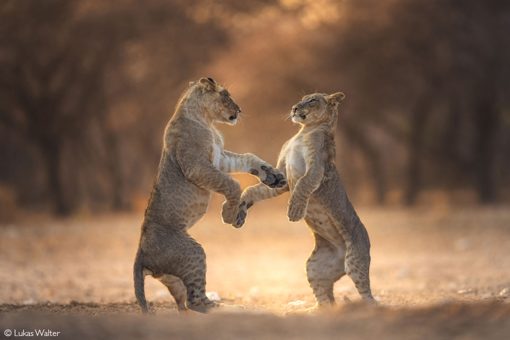 📷One, two, cha, cha, cha! Lion cubs play fight in the Kalahari Desert. Central Kalahari Game Reserve, Botswana. © Lukas Walter (Photographer of the Year 2024 entry) #wildlifephotos #wildphoto #wildlife_shots #wildlifephotography #photography #photographer #naturephotography