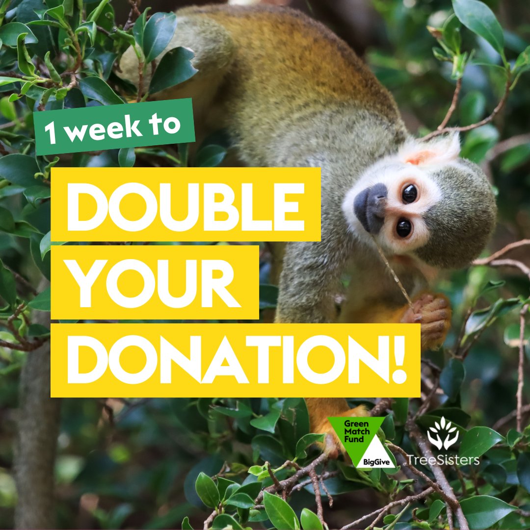 🔔 Today is the day to double your donation for our planet NOW! 🌳 Be part of the change & support projects that empower women, restore ecosystems, and promote biodiversity. We can create a brighter, greener future for generations to come. Give today - bit.ly/4auYI88