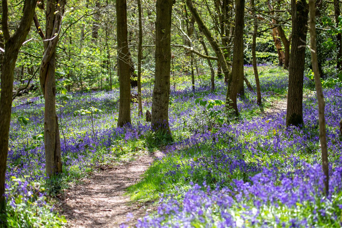 💜The stunning bluebell display at the Outwoods in Loughborough is not to be missed! A ranger-led bluebell walk will be taking place on Friday April 26 at 10am for visitors to enjoy the display. To find out more and to book your space, visit👇 charnwood.gov.uk/news/2024/04/1…