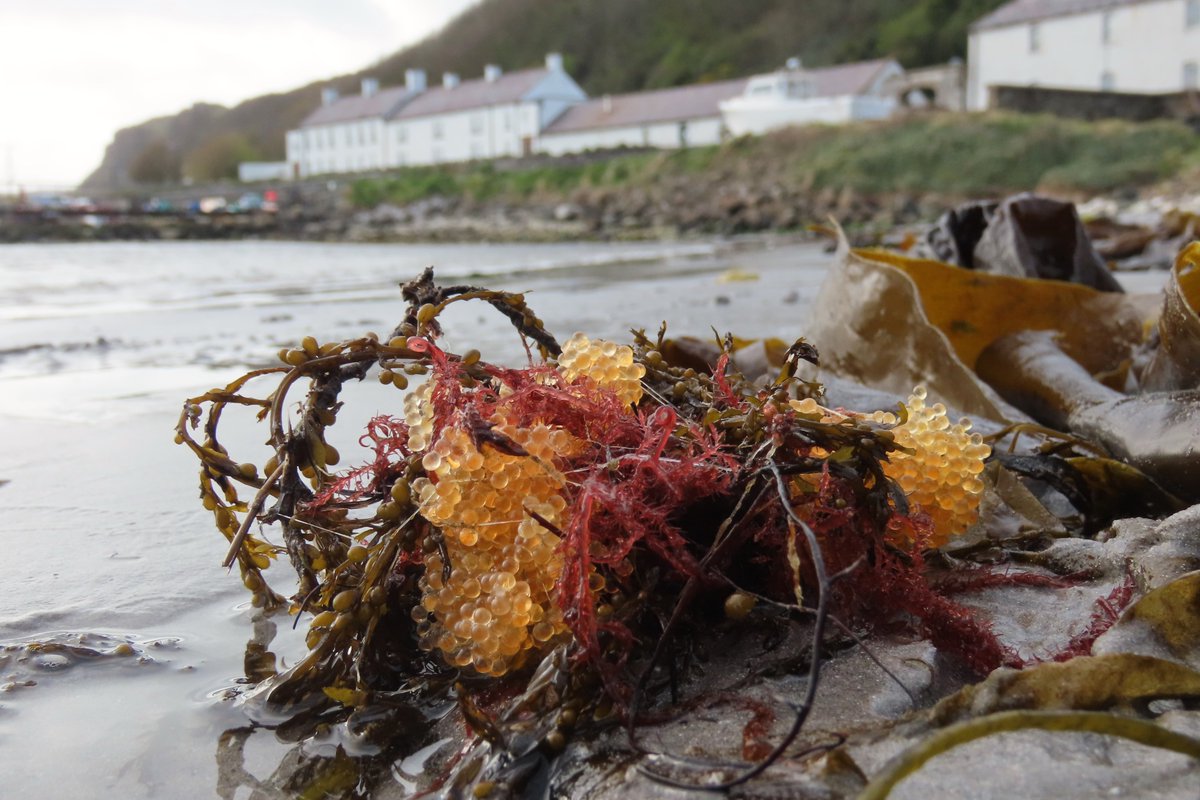 Found a clump of golden eggs earlier this week, attached by threads to a tangle of Wireweed and Bonnemaison's Hook Weed - can anyone tell us what fish they might belong to? #WashedUpOnRathlin