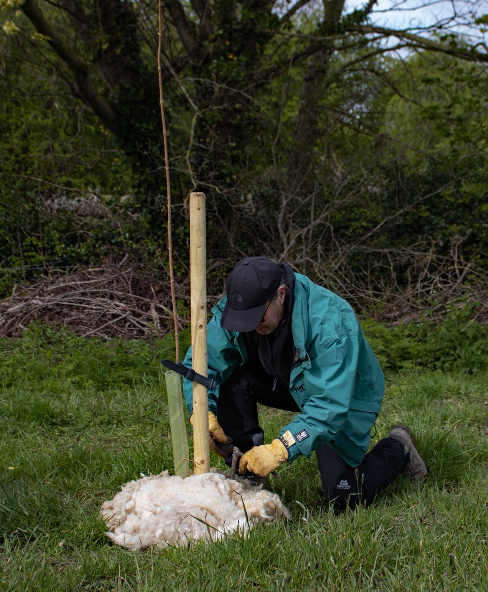 A #sustainable sheep backed solution is paving the way for growth at #Henllan’s new Community Nature Space. Full story here 👉 bit.ly/3JmBNQA